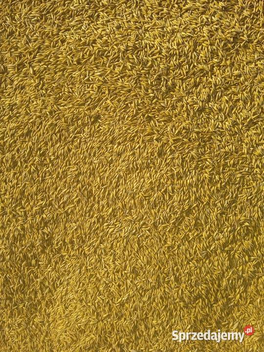 Sprzedam Owies Zbiór 2025 mazowieckie Grodzisk Mazowiecki