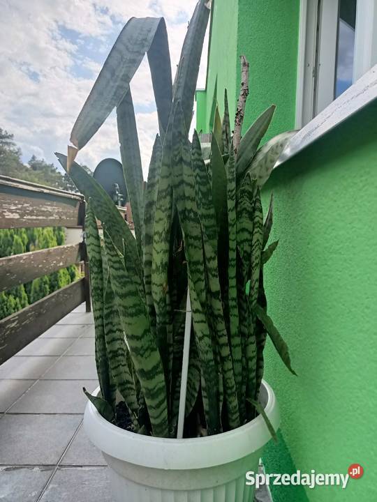 Sansevieria trifasciata Pozostałe Zielona Góra