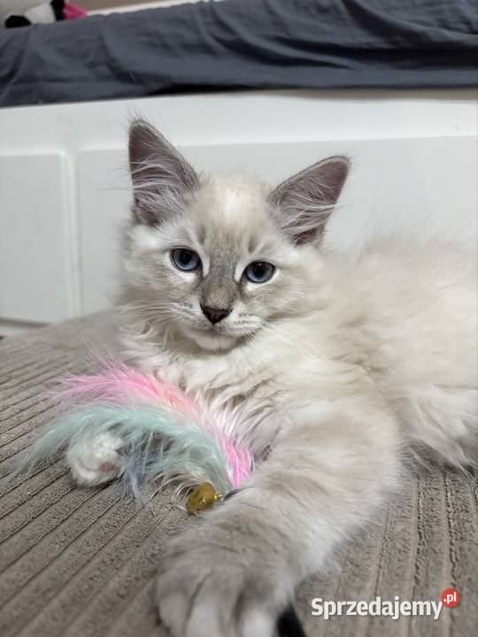 Kocurek Neva Masquerade Kępno