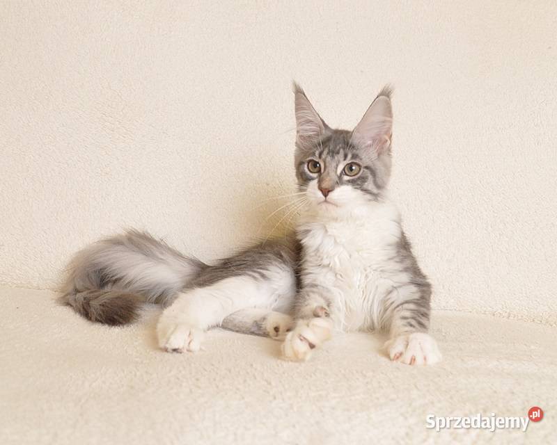 Przepiękna koteczka Maine Coon GOTOWA DO ODBIORU Białystok