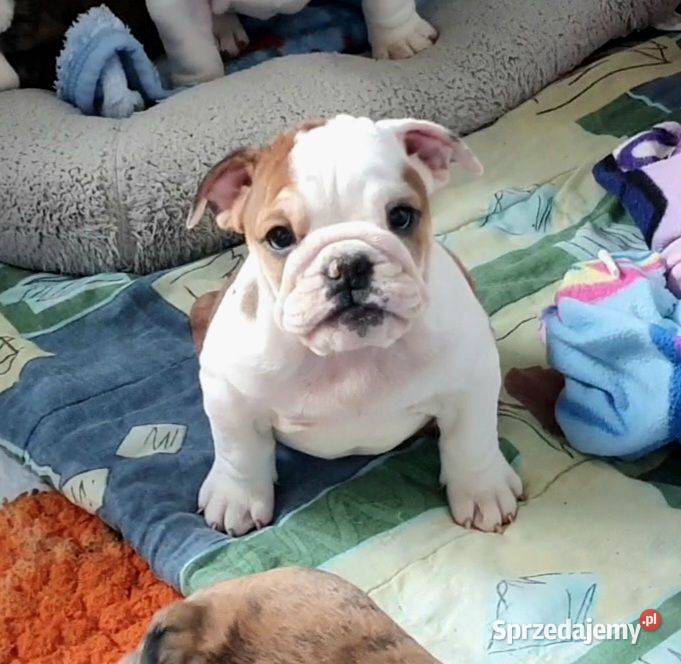 Buldog angielski FCI sunia Kielce