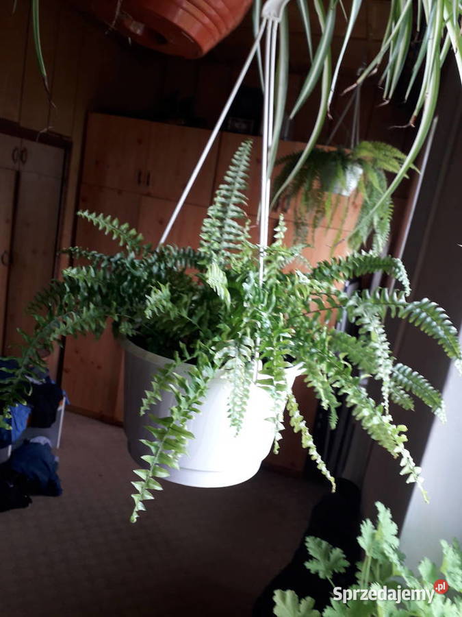 Paprotka kwiat doniczkowy