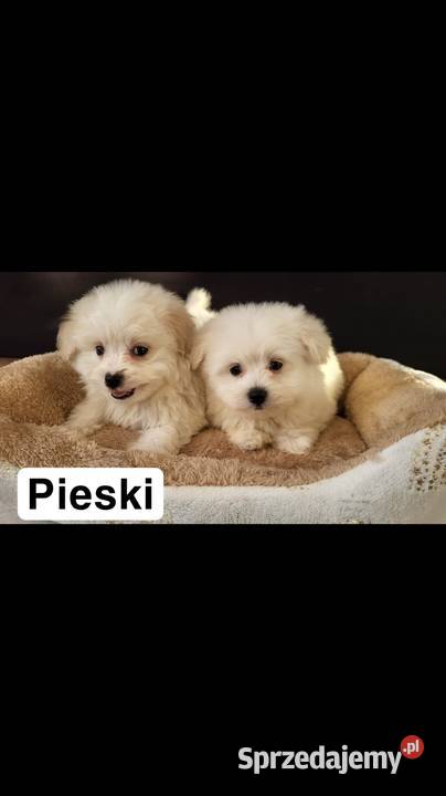 Szczeniaczki Maltipoo Pozostałe Kielce