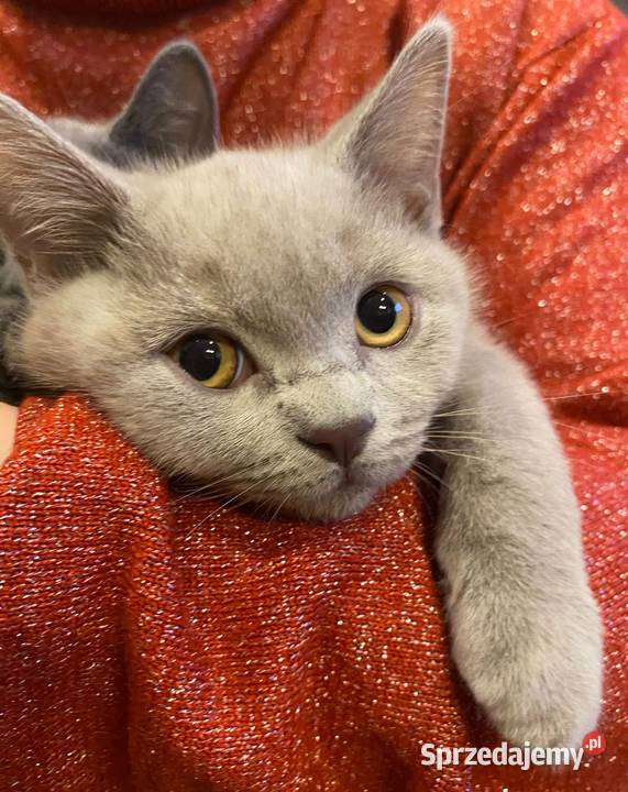 Kotki brytyjskie krótkowłose dolnośląskie Legnica