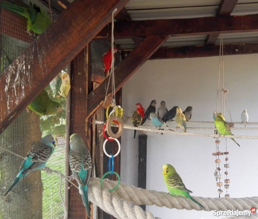 Papuga papugi rozella białolica rubino Wieluń