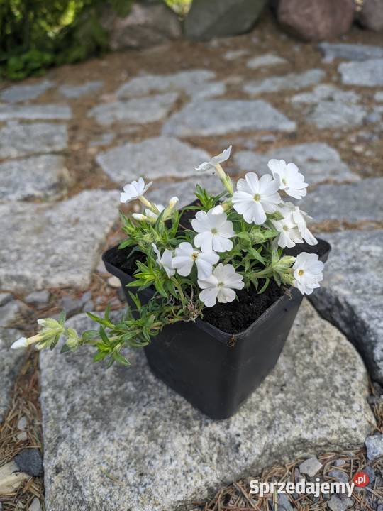 Floks mix kolorów zakwitnie na wiosnę Lublin sprzedam