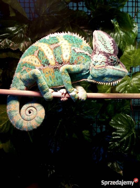 Młode Kameleony jemeńskie Łódź