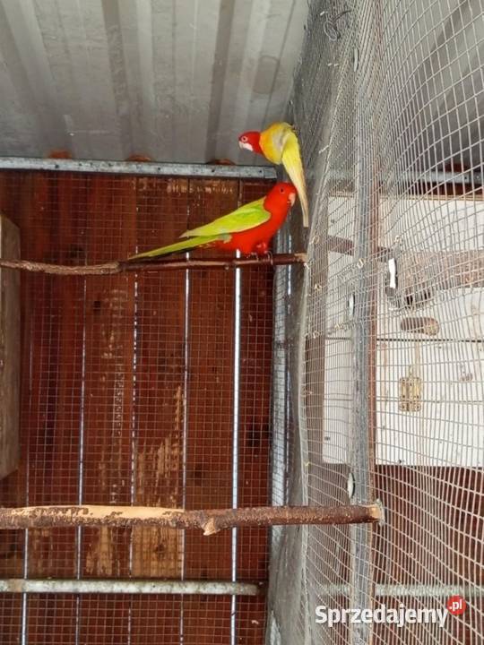 Papuga Królewska kujawsko-pomorskie Grudziądz