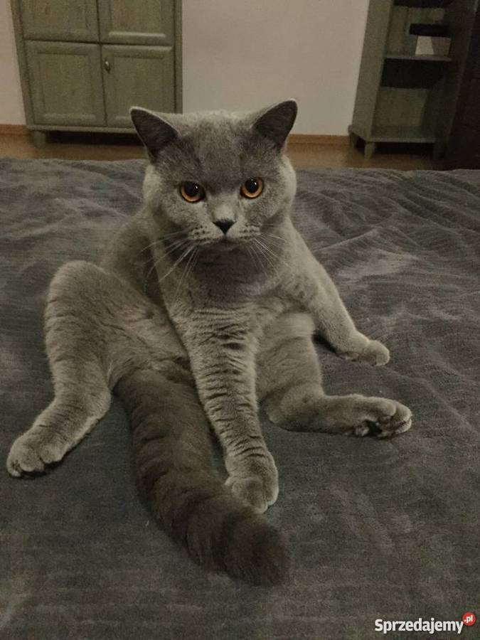 Piękne koty Brytyjski mazowieckie Warszawa