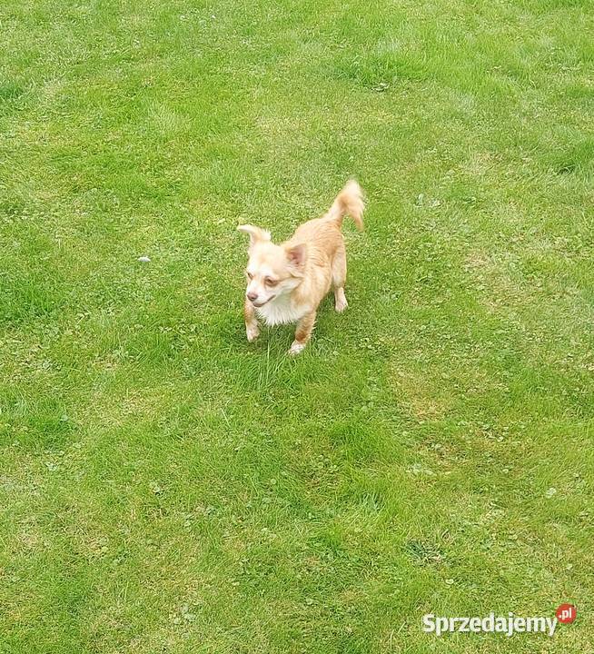 Chihuahua długowłosa szczeniaki Chihuahua małopolskie Tarnów sprzedam