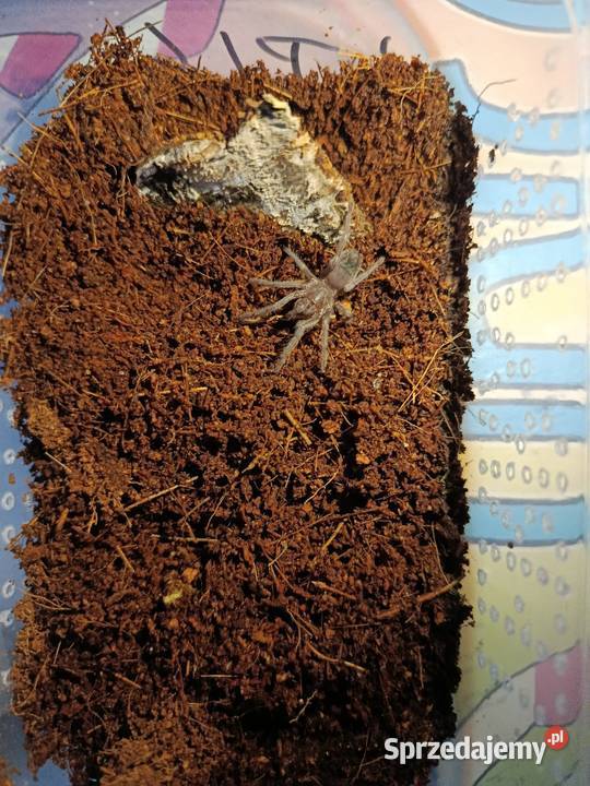 Ptasznik Lasiodora Striatipes Ciechanów