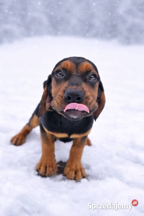 Szczenięta Gończy polski Kamionna