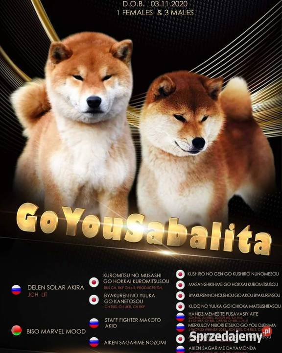Psy Shiba inu podkarpackie