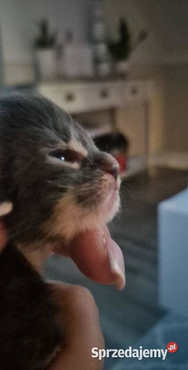 Maine Coon dwa kocurki do rezerwacji Kliniska Wielkie