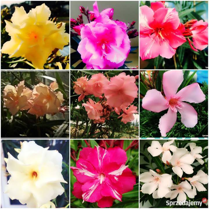 Gałązki oleander do ukorzenienia w wodzie Brzeźnica