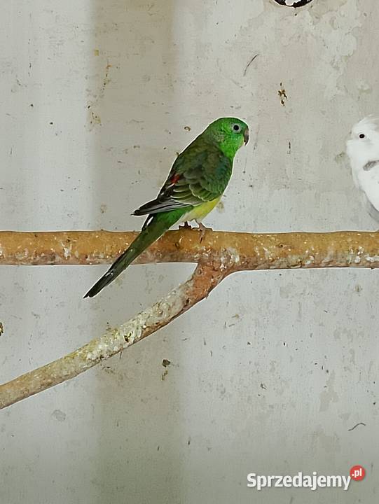 Świergotki rozelle białolice opolskie Strzeleczki