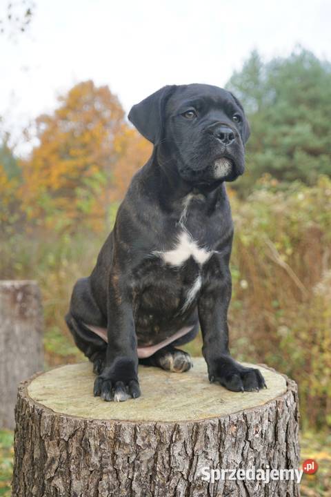 Szczeniaki Cane Corso ZKwP FCI Gończyce