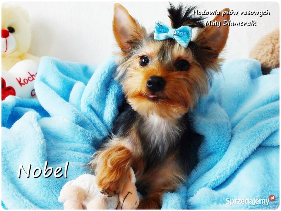 York Yorkshire Terrier Malutki Mini Piesek NOBEL Żary