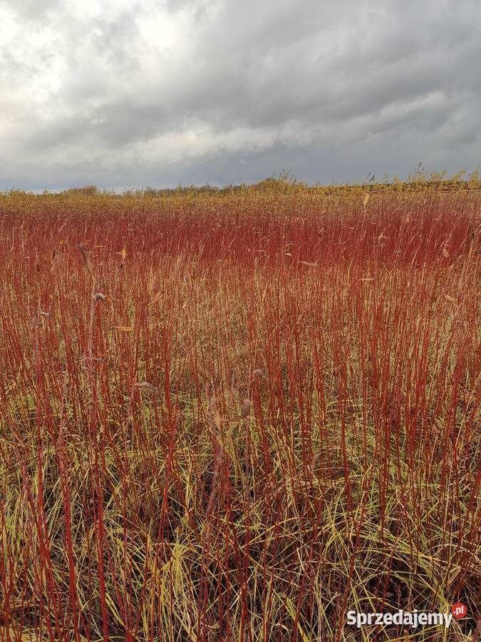 Wiklina Pozostałe Kamień sprzedam
