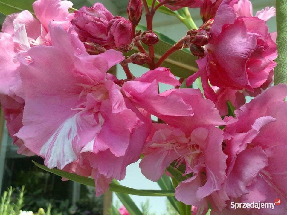 Szczepki okeander powinny zakwitnąć 2021 roku małopolskie Brzeźnica