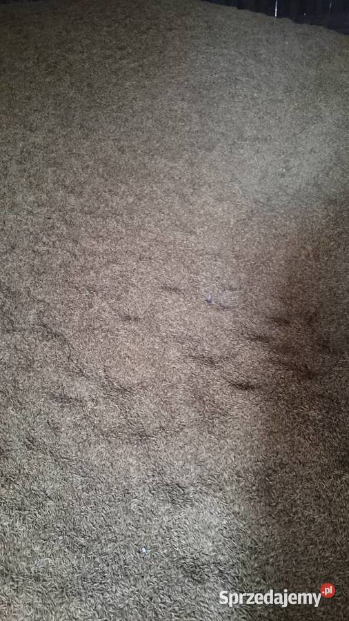 Pszenżyto Zboża mazowieckie Latowicz