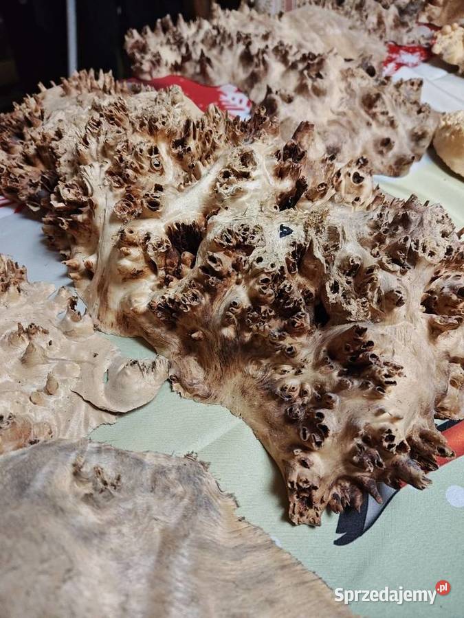 Topola Czeczota Nowy Tomyśl