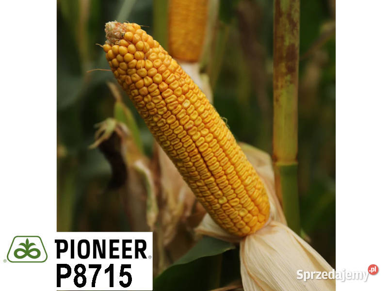 Nasiona kukurydzy Pioneer P8715 FAO Z220 K230