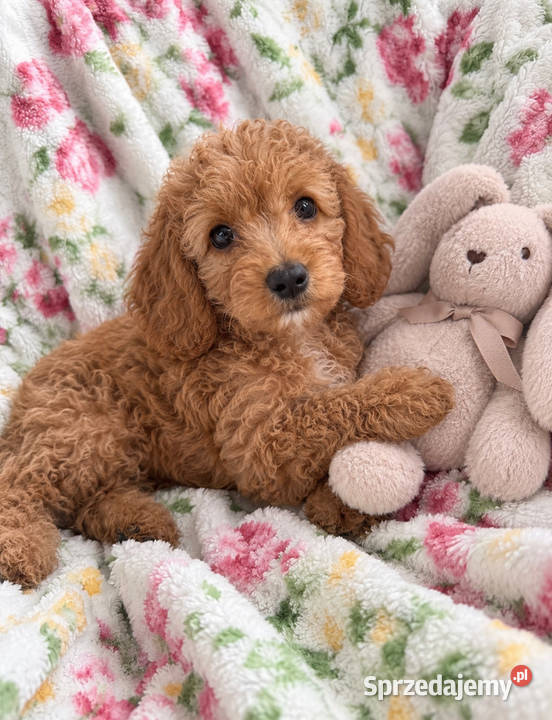 Cockapoo f1b śliczne szczenięta świętokrzyskie Brody