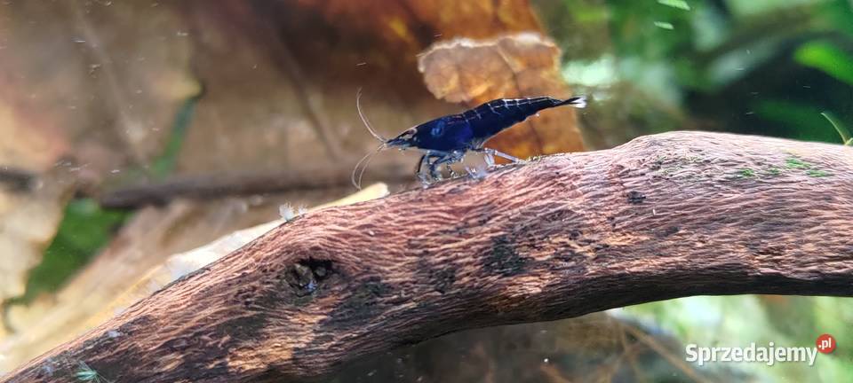 Neocaridina Blue VelvetBlack Rose