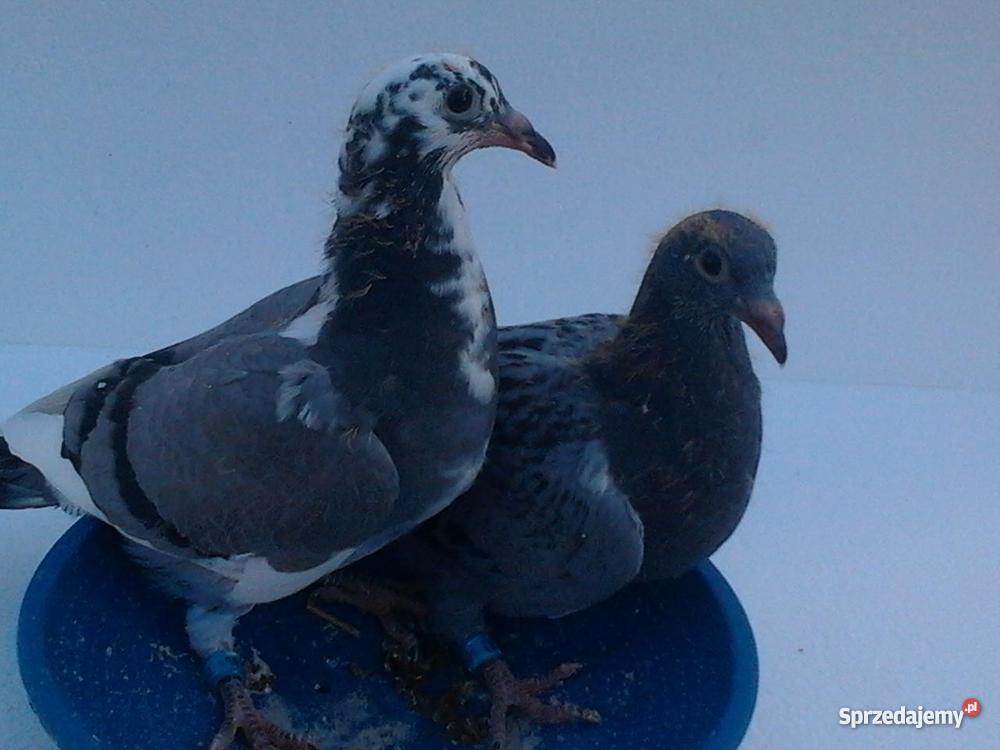 młode gołębie pocztowe Czarnków sprzedam