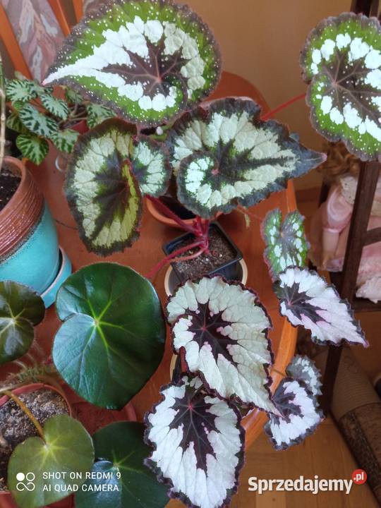 Argenteo guttata angel wings Białystok sprzedam