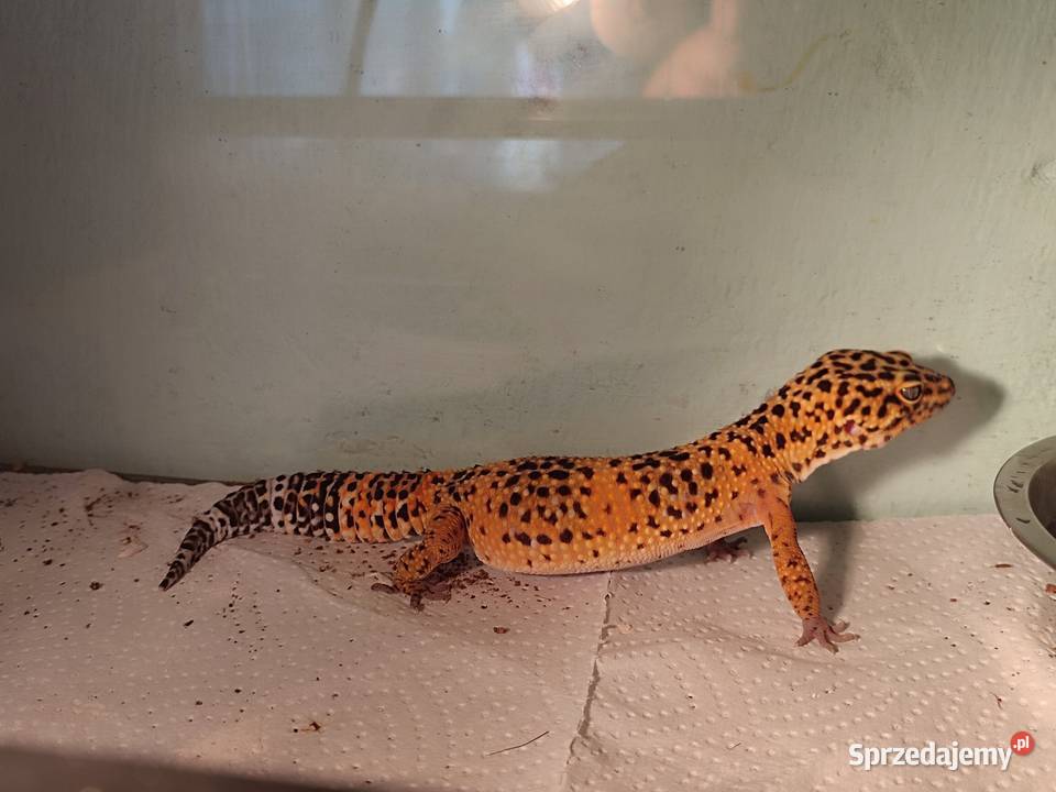 Samiczka eublefara lamparciego