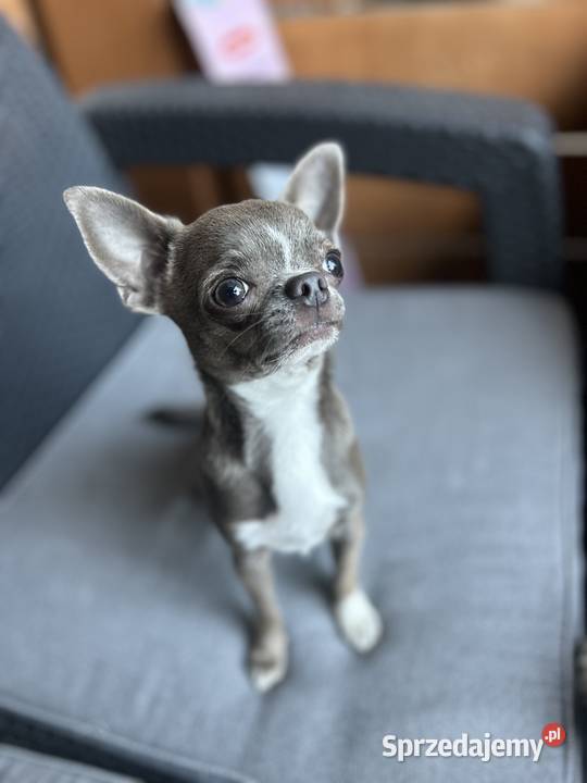 Reproduktor Chihuahua mazowieckie Warszawa