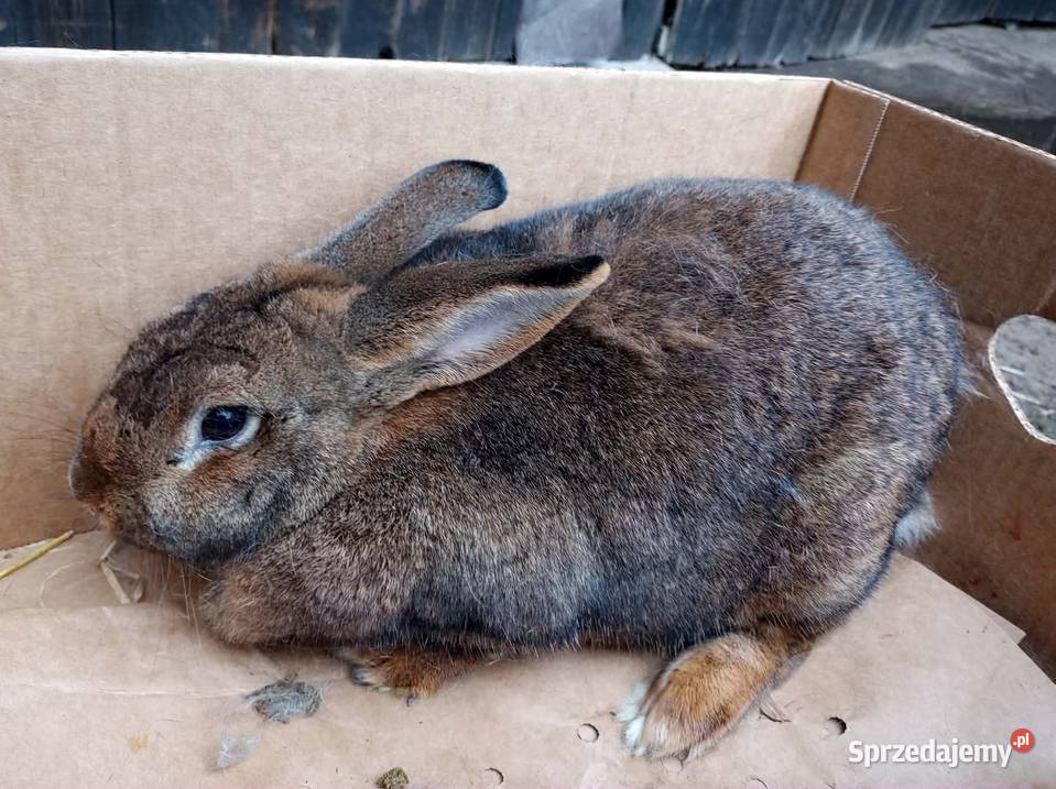 Królik dorosła samica Giełda zwierząt wielkopolskie