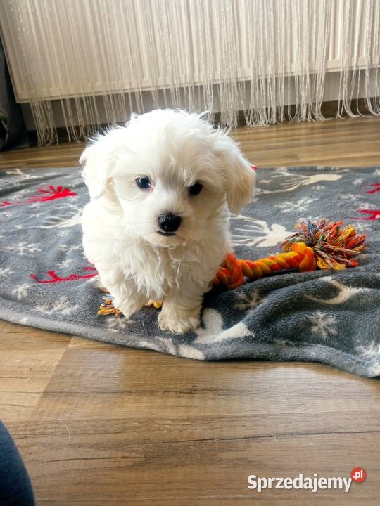 Maltańczyk szczeniaczek Maltańczyk