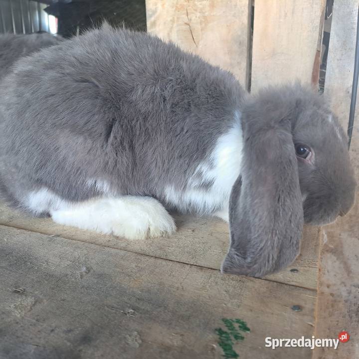 Sprzedam króliki rasowe hodowlane tuszki Dubiecko