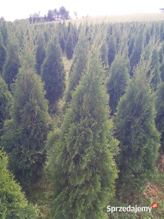 Tuja szmaragd tuje thuja smaragd szmaragdowa Rośliny Jasło