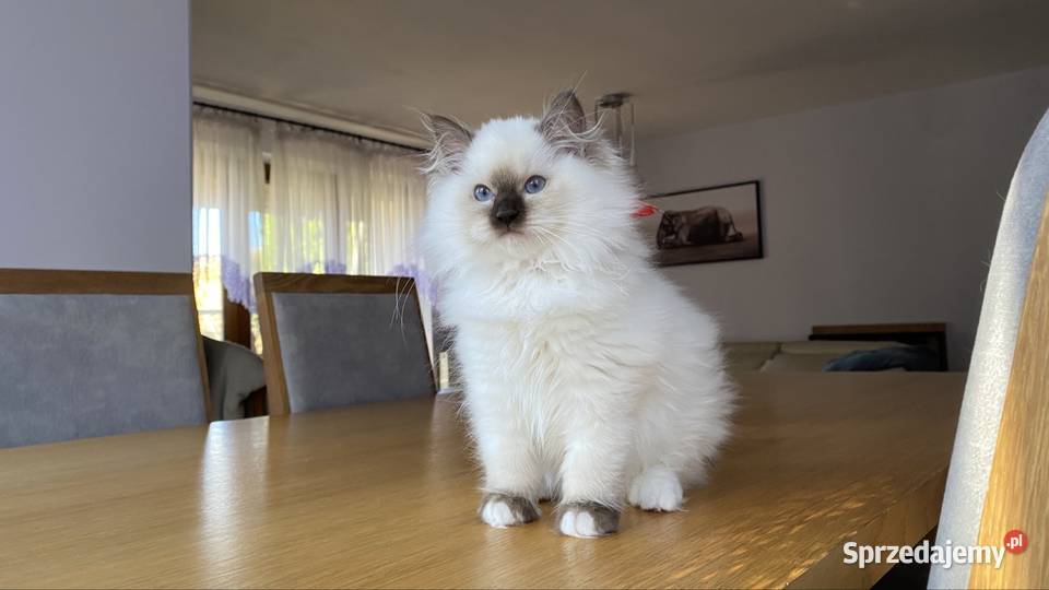 Kotka ragdoll FPL wystawowo hodowlana Warszawa sprzedam