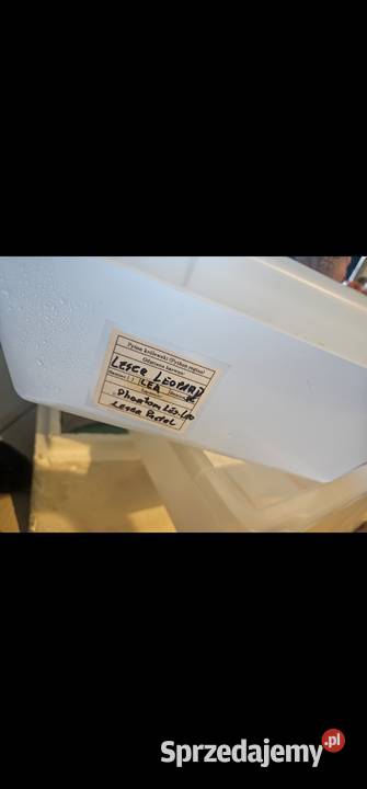 Hodowla wezy pyton królewski 4 Szczecin