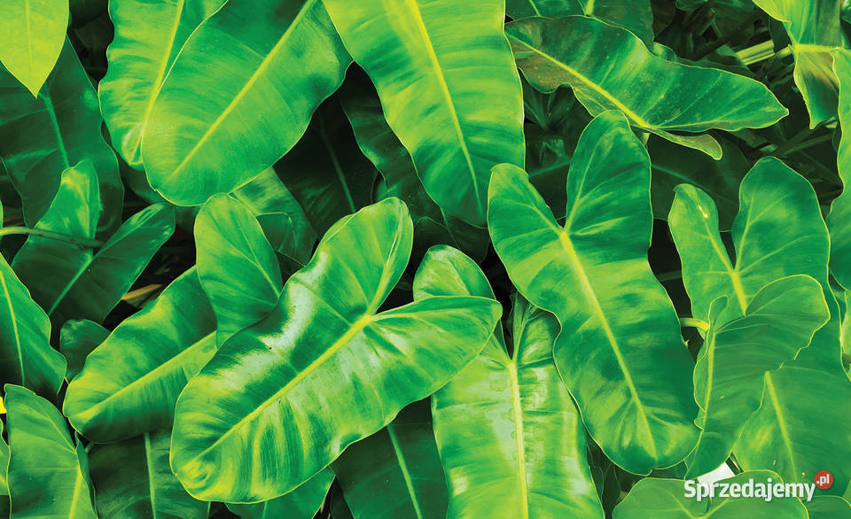 Tapeta fototapeta Liście 3D 12371VE