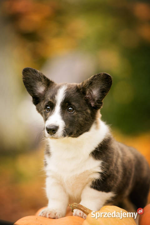 Szczeniaki Welsh Corgi Cardigan z rodowodem FCI Pozostałe mazowieckie Warszawa