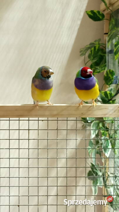 Amadyny wspaniałe Warszawa