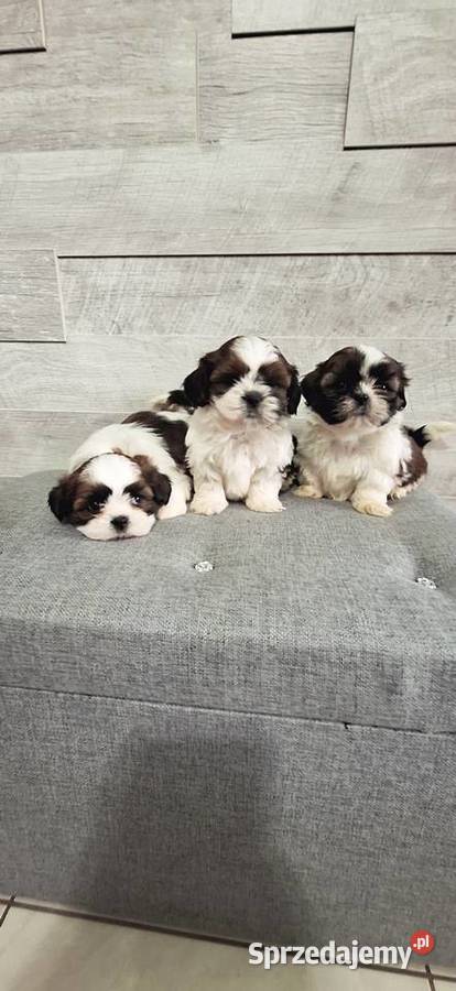 Shih Tzu pieski I suczka Shih Tzu Przysucha sprzedam