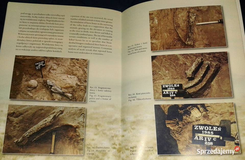 Zwoleńscy łowcy z epoki kamienia Elżbieta Chełm