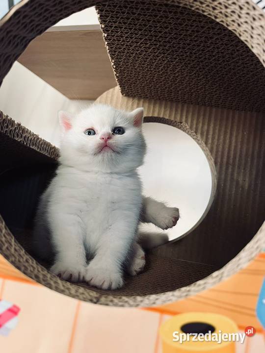 Kocur Brytyjski Smyczyna