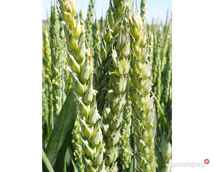 Materiał siewwny C1 pszenica jara MHR Jutrzenka Zboża Chojnice