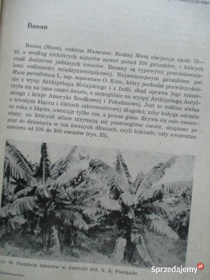 Sadownictwo Pieniążek rolnictwo sad uprawa rolnictwo, nauki rolnicze Książki naukowe i popularnonaukowe Łódź