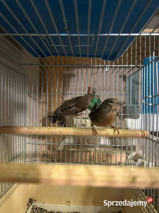 Bastardy szczygle czyżyku konopie r sprzedam