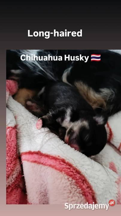 Chihuahua podpalany Warszawa