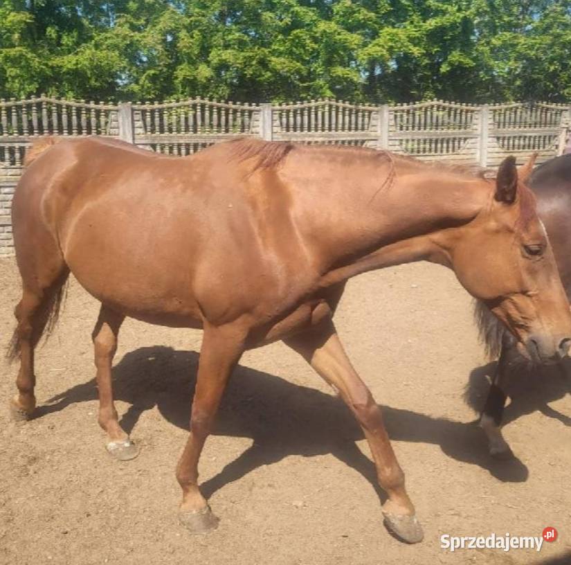 Klacz Rodzinna Bomboodporna Łęczyca